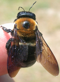 Eastern Carpenter Bee